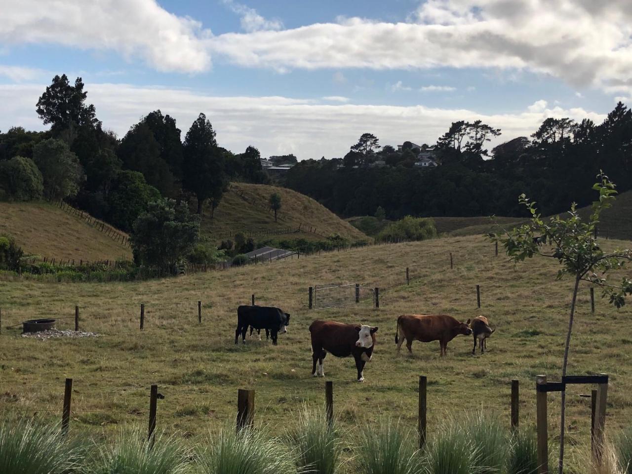 Pukeko Lodge Bnb New Plymouth Exterior photo