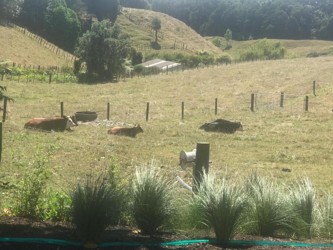 Pukeko Lodge Bnb New Plymouth Exterior photo